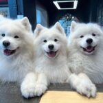 レス7番のサムネイル画像