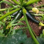 レス2番のサムネイル画像