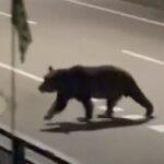 レス2番のリンク先のサムネイル画像