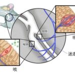 レス1番のリンク先のサムネイル画像