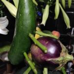 レス17番の画像1