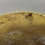 レス20番の画像1