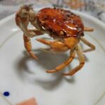 レス2番の画像3