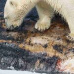 レス1番の画像4