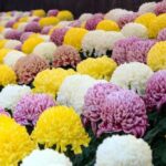 レス9番の画像1