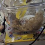 レス2番の画像1