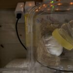 レス2番の画像2