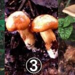 レス2番の画像1