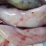 レス1番のリンク先のサムネイル画像