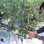 レス1番のリンク先のサムネイル画像