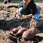 レス1番のリンク先のサムネイル画像