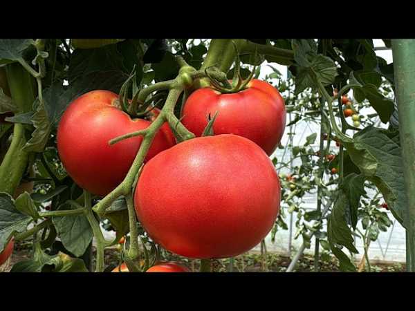 記事サムネイル