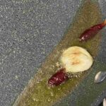 レス4番の画像1