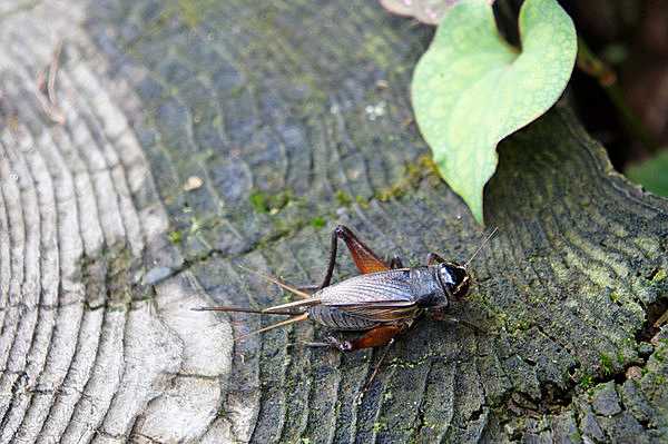 記事サムネイル
