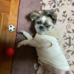 レス27番の画像1