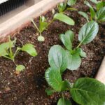 レス1番の画像3