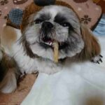 レス22番の画像1