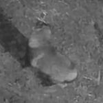 レス8番の画像1