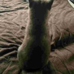 レス27番の画像1