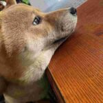 レス1番の画像1