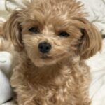 レス10番のリンク先のサムネイル画像