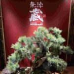 レス36番の画像1