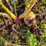 レス2番の画像2