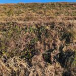 レス2番の画像3