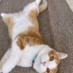 レス1番のリンク先のサムネイル画像