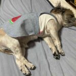 レス49番の画像1