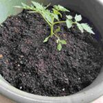 レス44番の画像1