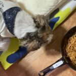 レス13番の画像1