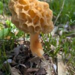 レス21番の画像1