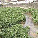 レス1番のリンク先のサムネイル画像