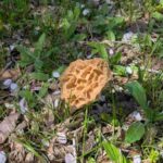 レス21番の画像2