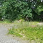 レス1番のリンク先のサムネイル画像