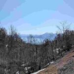 レス37番の画像1